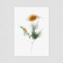 Yellow Chrysanthemum Postcard